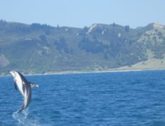 kaikoura whale2 1000px 235x180 - Wolfgang Reviews South to North NZ