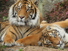 sumatran tigers berani and molek at auckland zoo 240x180 - Auckland Zoo