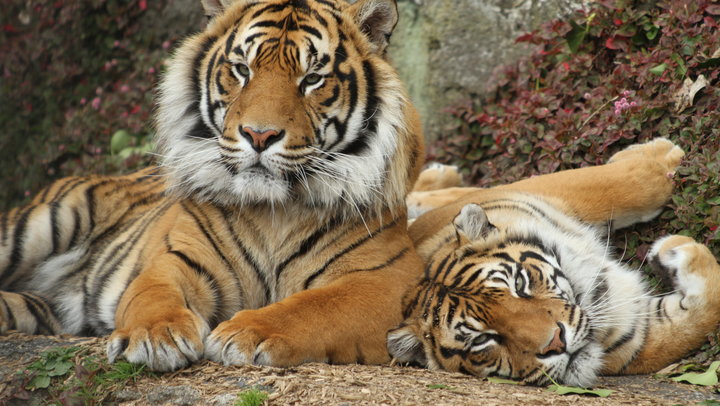 sumatran tigers berani and molek at auckland zoo - Love the tigers