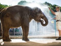 elephant 240x180 - Auckland Zoo