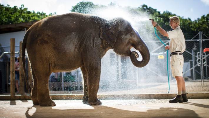elephant - Auckland Zoo