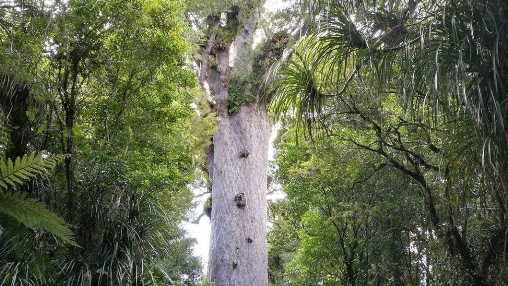 tane mahuta 1024x576 - Tane Mahuta (Giant Kauri Tree)