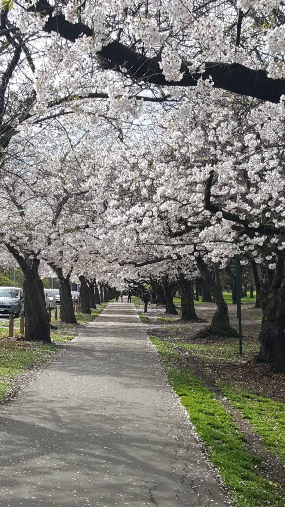 20190925 101941 1 e1569554727127 576x1024 - Canterbury Cherry Blossoms