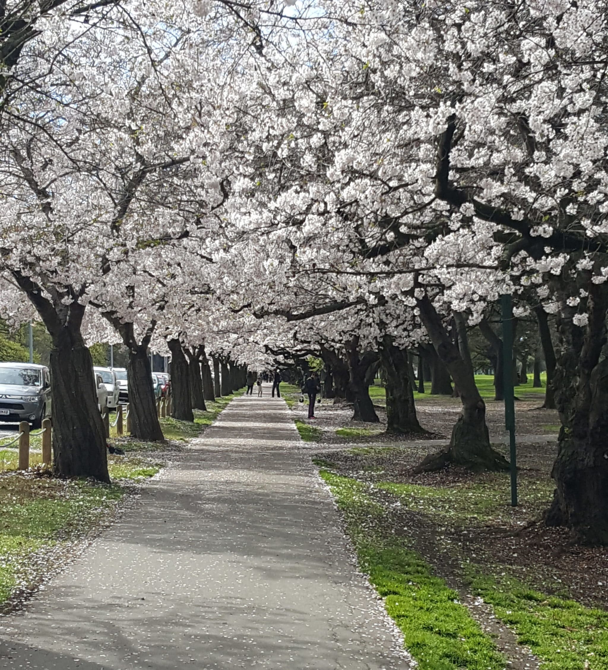 20190925 101941 e1569554271132 - Canterbury Cherry Blossoms