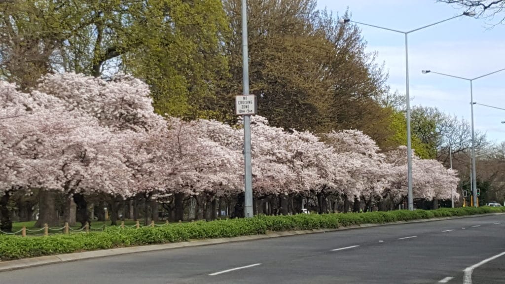 20190925 102030 1024x576 - Canterbury Cherry Blossoms