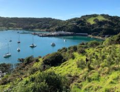 BNMH8630 235x180 - Tree Planting on Waiheke Island