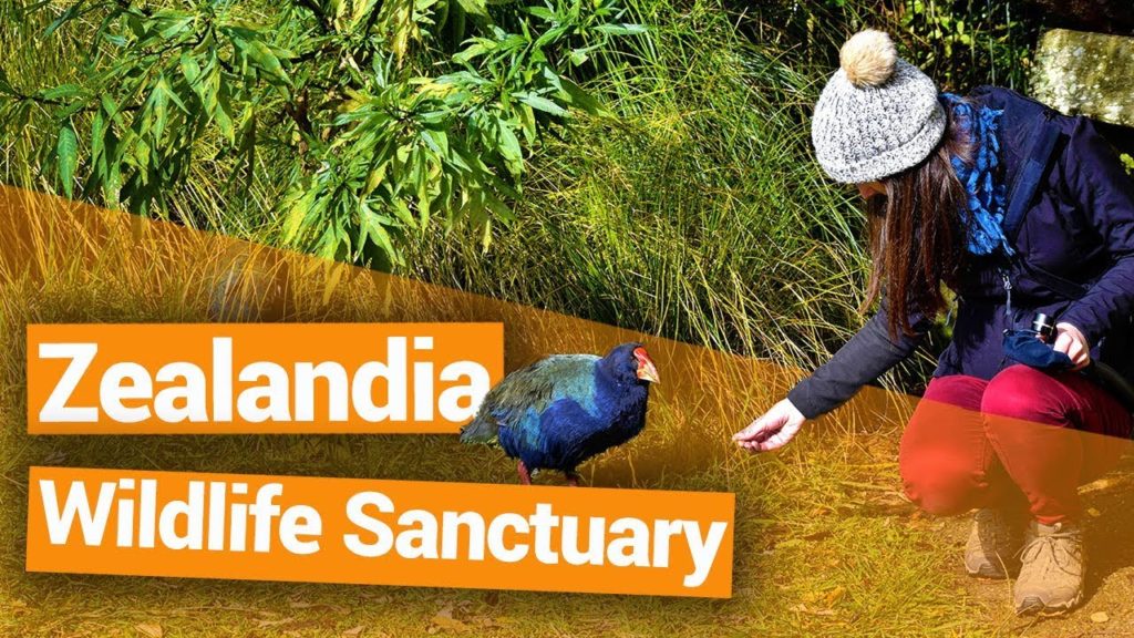 Zealandia Wildlife Sanctury 1024x576 - Zealandia