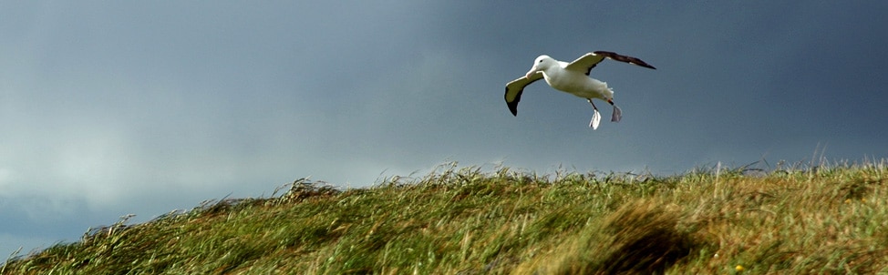 albatross - Royal Albatross Centre