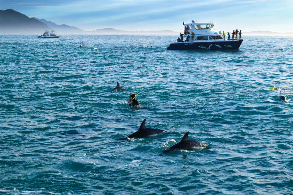 dolphin encounter 1024x683 - Dolphin Encounter Kaikoura