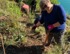 file4 2 235x180 - Tree Planting on Waiheke Island