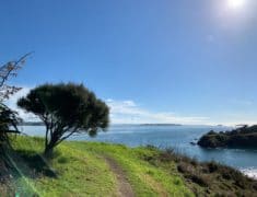 file5 235x180 - Tree Planting on Waiheke Island