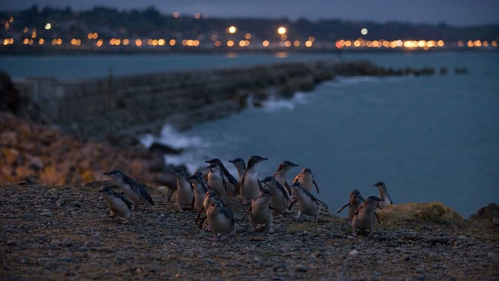penguin - Blue Penguin Colony