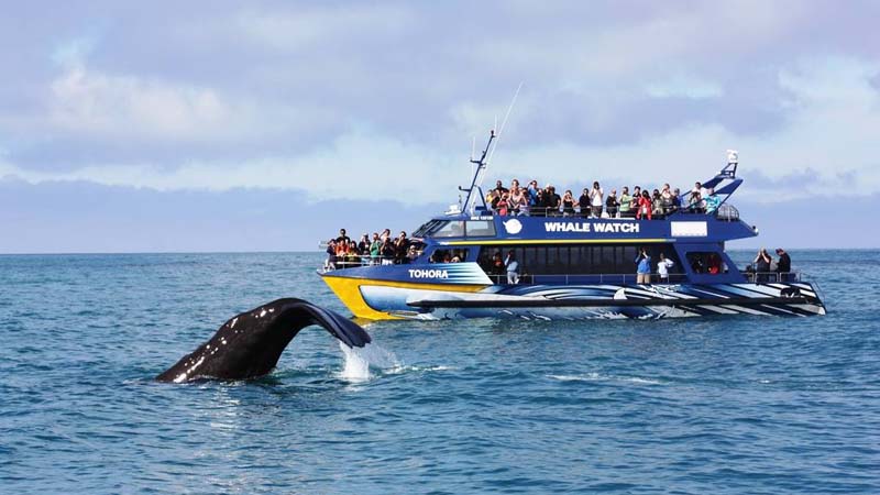 whale watch - Whale Watching Kaikoura