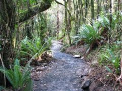 filename walking track 240x180 - Orokonui Ecosanctuary