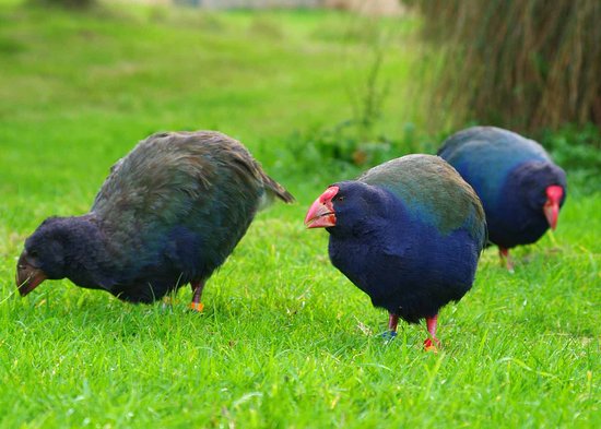 three takahe birds very - Te Anau Bird Sanctuary - Punanga Many o Te Anau