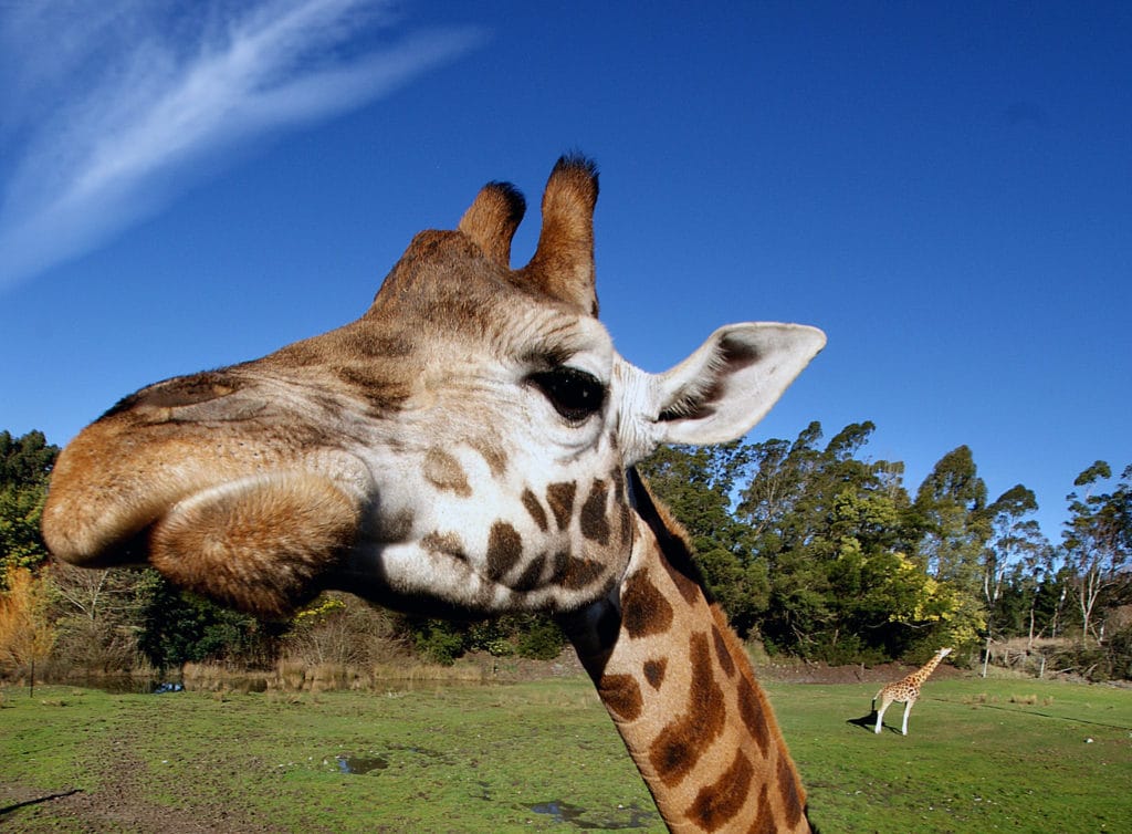 9567697328 48accfe201 o 1 1024x754 - Orana Wildlife Park