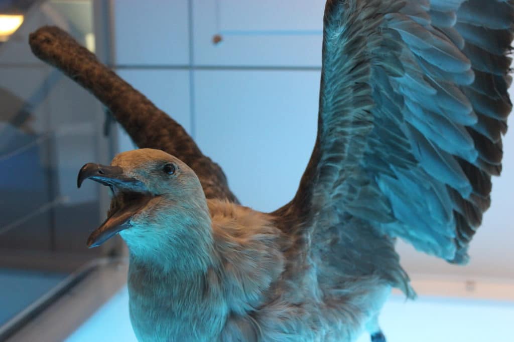 Bird 1024x683 - International Antarctic Centre