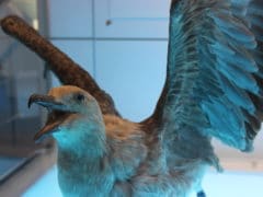 Bird 240x180 - International Antarctic Centre