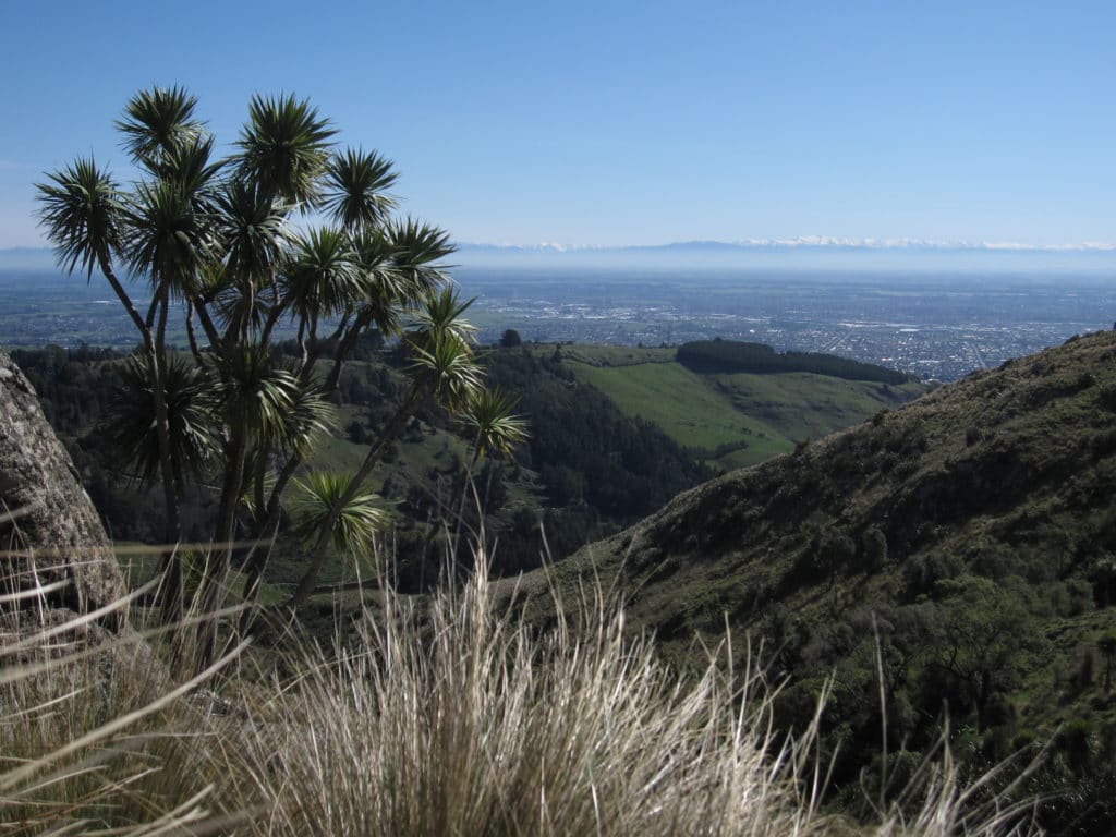 Cabage tree 1024x768 - Port Hills