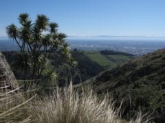 Cabage tree 240x180 - Port Hills