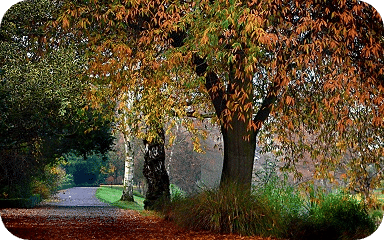 Hagley Park Rounded - Christchurch Must-Dos