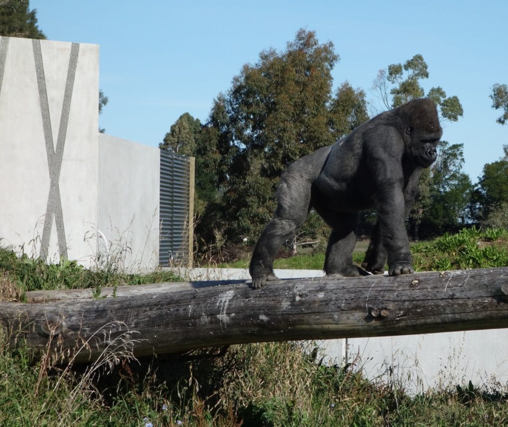 Orana Wildlife Gorilla 1024x860 - Orana Wildlife Park