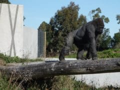 Orana Wildlife Gorilla 240x180 - Orana Wildlife Park