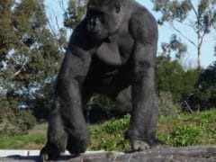 Orana Wildlife Gorilla Standing 240x180 - Orana Wildlife Park