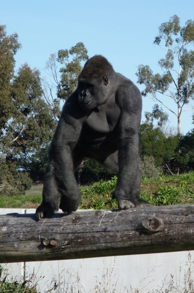 Orana Wildlife Gorilla Standing 679x1024 - Orana Wildlife Park