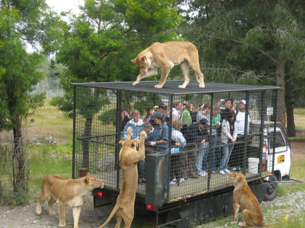 Orana Wildlife Lion Feeding 1024x768 - Orana Wildlife Park