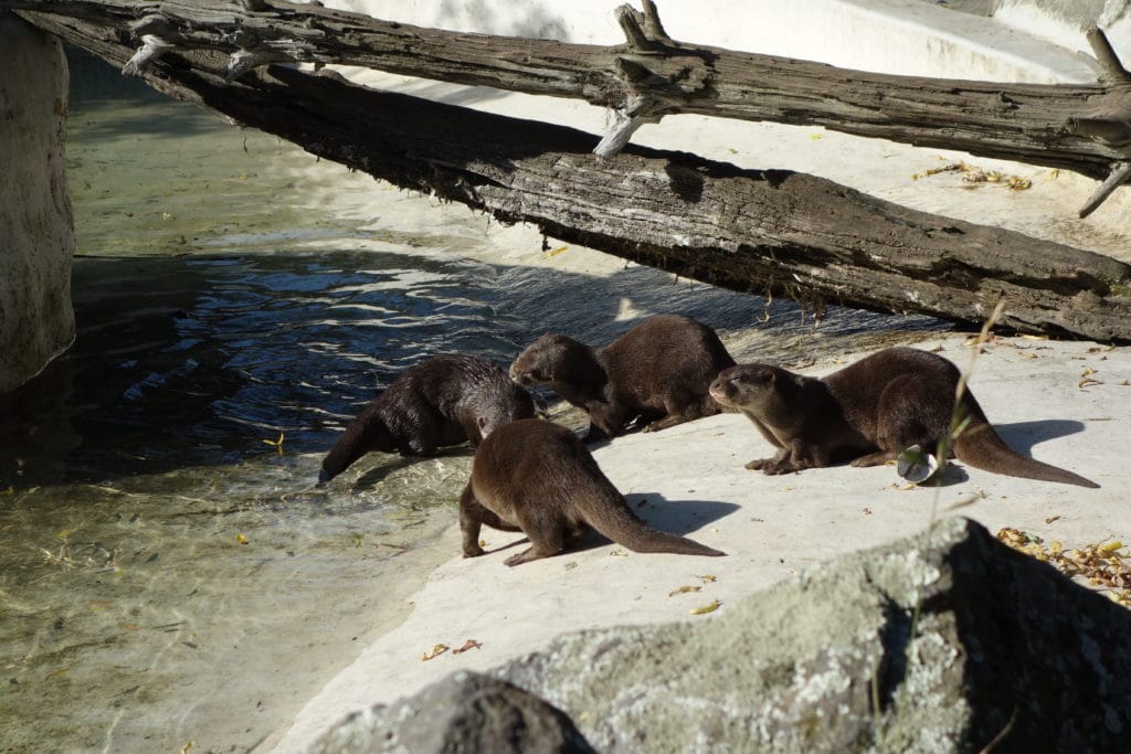 Orana Wildlife Otters 1024x683 - Orana Wildlife Park