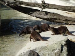 Orana Wildlife Otters 240x180 - Orana Wildlife Park