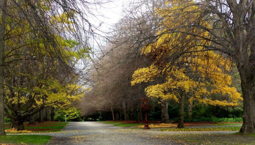 Path 1 1024x585 - Hagley Park