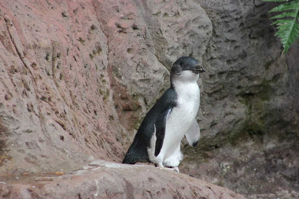 Penguin 01 1024x683 - International Antarctic Centre