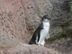 Penguin 01 240x180 - International Antarctic Centre