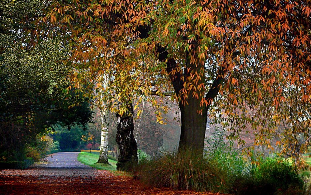 Trees 2 1024x641 - Hagley Park