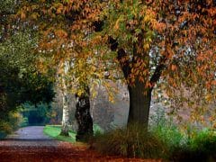 Trees 2 240x180 - Hagley Park