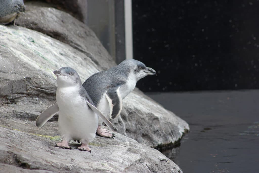 Two Penguins 2 1024x683 - International Antarctic Centre