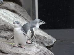 Two Penguins 2 240x180 - International Antarctic Centre