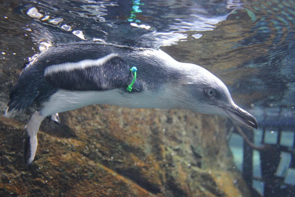 Underwater Penguin 1 1024x683 - International Antarctic Centre