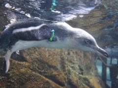 Underwater Penguin 1 240x180 - International Antarctic Centre