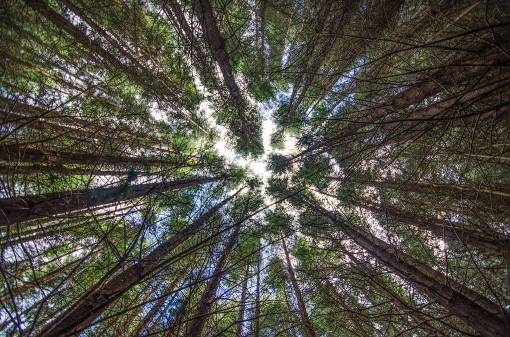 15234539654 2a164cbcf9 o 1024x678 - The Redwoods (Whakarewarewa Forest)