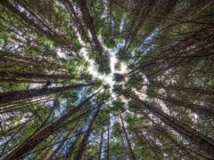 15234539654 2a164cbcf9 o 240x180 - The Redwoods (Whakarewarewa Forest)