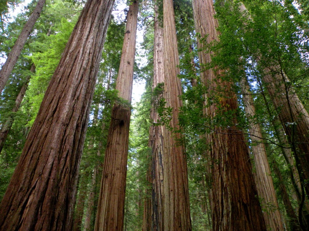 3870525627 3a1d84ecfa o 1024x768 - The Redwoods (Whakarewarewa Forest)