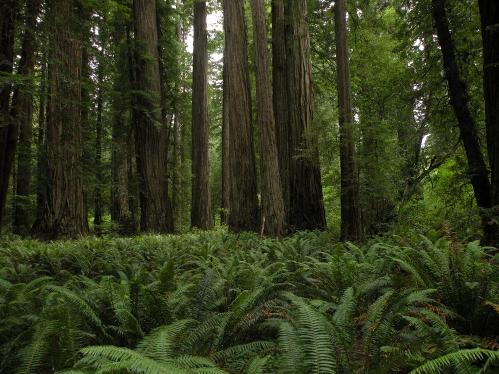 3870528775 fb61b67e24 o 1024x768 - The Redwoods (Whakarewarewa Forest)