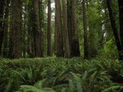 3870528775 fb61b67e24 o 240x180 - The Redwoods (Whakarewarewa Forest)