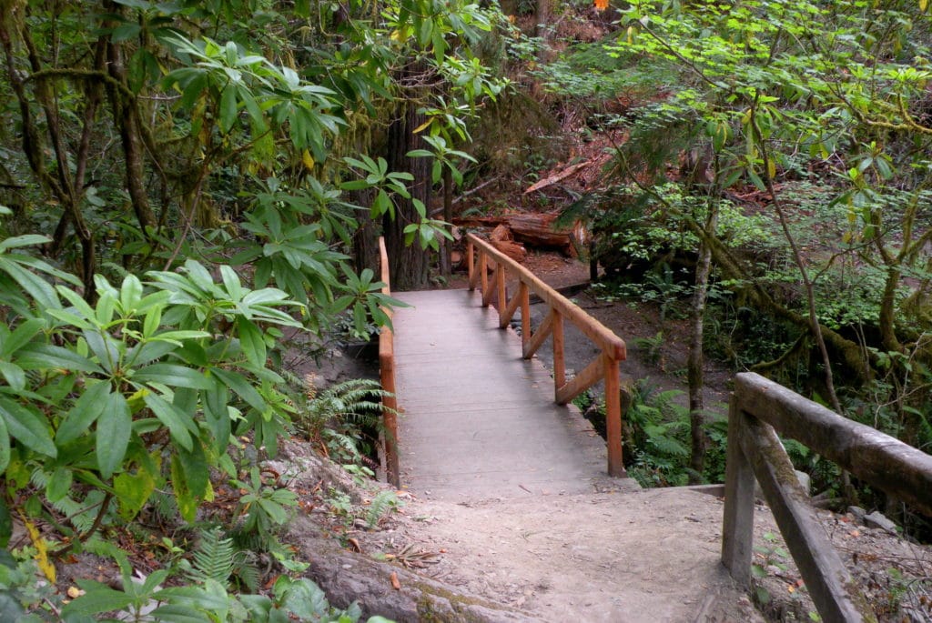 3871293062 fd32ac174c o 1024x685 - The Redwoods (Whakarewarewa Forest)