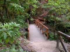 3871293062 fd32ac174c o 240x180 - The Redwoods (Whakarewarewa Forest)