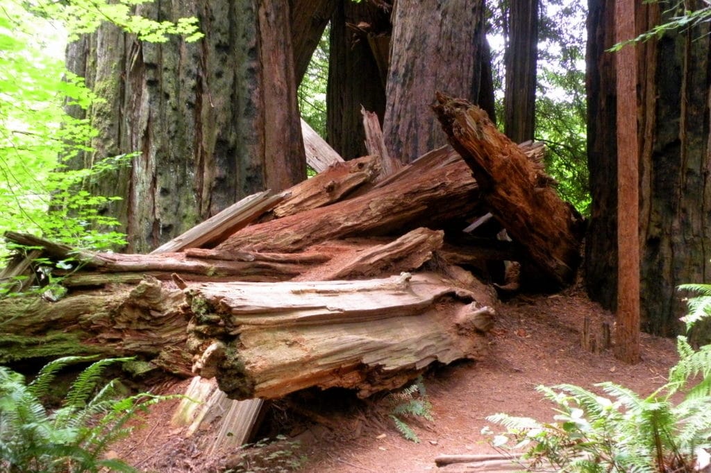 3871299428 362b5bb515 o 1024x682 - The Redwoods (Whakarewarewa Forest)