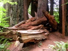 3871299428 362b5bb515 o 240x180 - The Redwoods (Whakarewarewa Forest)